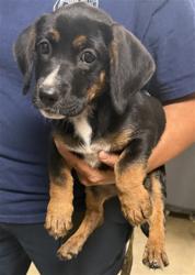 Shelter Stray Male Dog last seen , 14409 Vanowen St, Van Nuys, CA 91405, USA