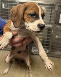 Shelter Stray Male Dog last seen , 14409 Vanowen St, Van Nuys, CA 91405, USA
