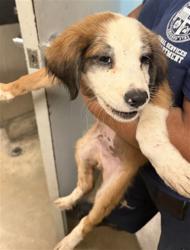 Shelter Stray Male Dog last seen , 14409 Vanowen St, Van Nuys, CA 91405, USA
