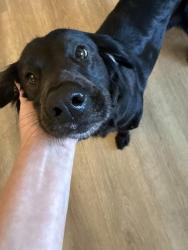 Lost Female Dog last seen 113th street and 59th terrace, Seminole, FL 33772