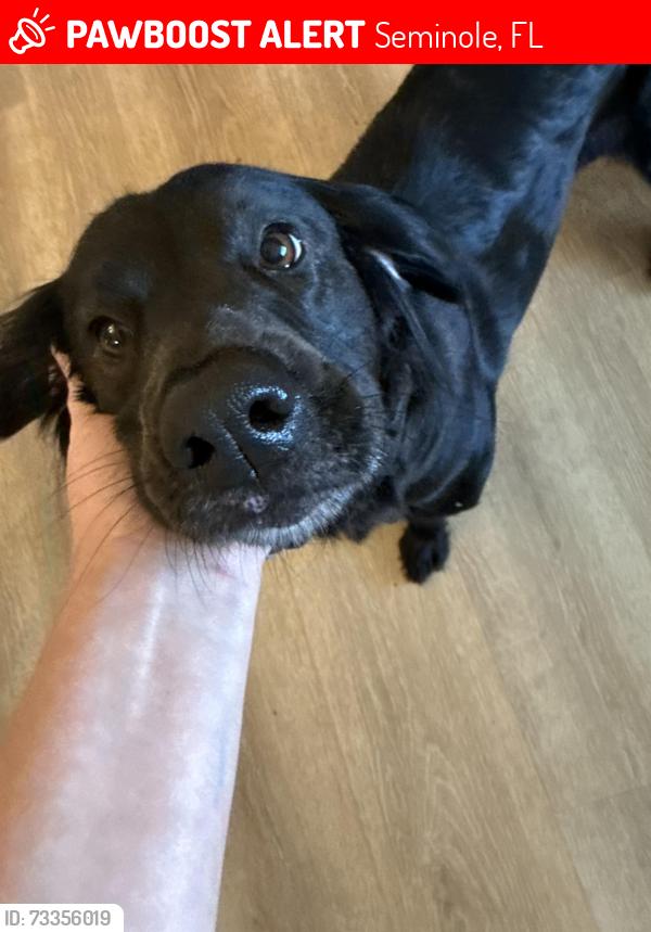 Lost Female Dog last seen 113th street and 59th terrace, Seminole, FL 33772