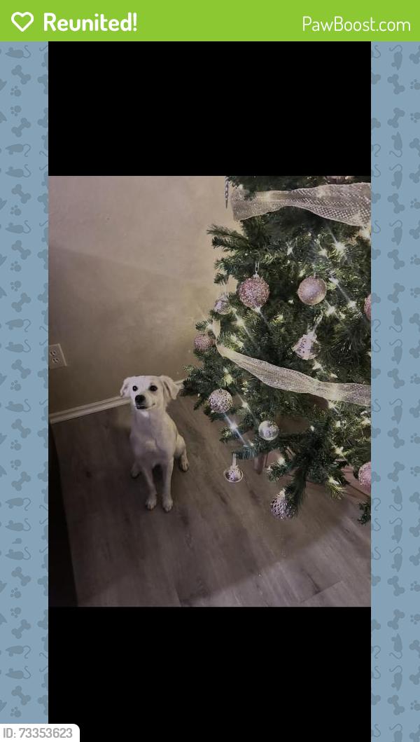 Reunited Male Dog last seen Hudson Ave, Grand Prairie, TX 75052, USA, Grand Prairie, TX 75052