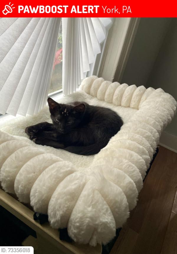 Lost Female Cat last seen S West Street and King Street, York, PA 17401