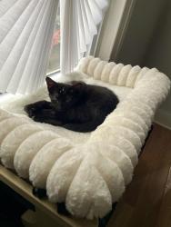 Lost Female Cat last seen S West Street and King Street, York, PA 17401