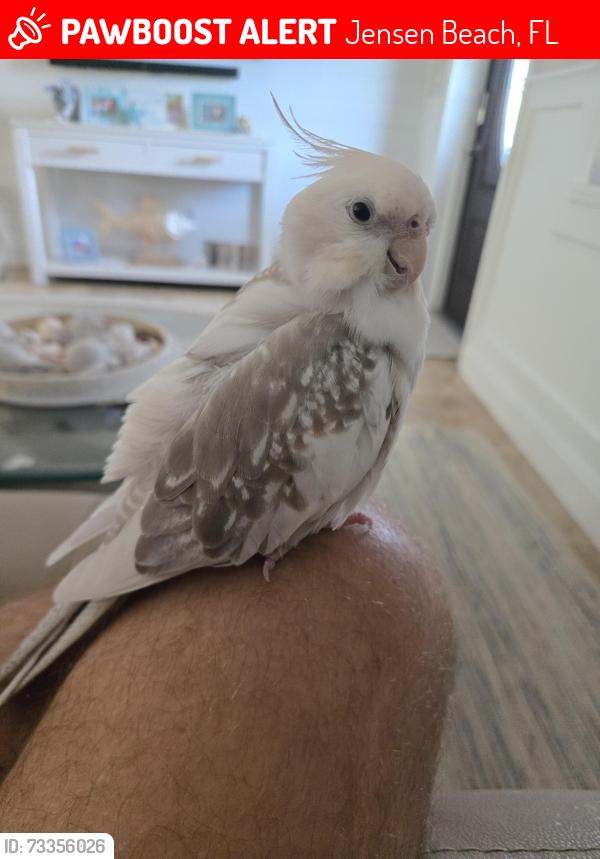 Lost Female Bird last seen Savanna blvd, Jensen Beach, FL 34957