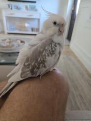 Lost Female Bird last seen Savanna blvd, Jensen Beach, FL 34957