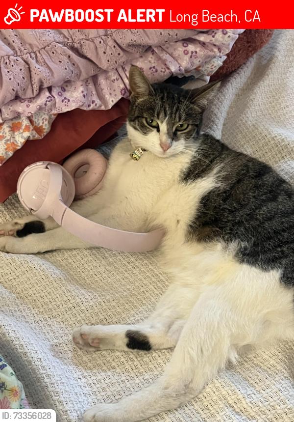 Lost Female Cat last seen De Forest. Park and South St, Long Beach, CA 90805