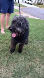 Reunited Male Dog last seen Emory Park subdiviy, Woodruff, SC 29388