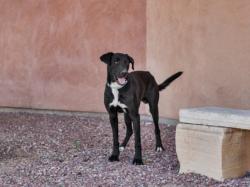 Shelter Stray Male Dog last seen Near BLOCK LOS OJITOS RD SANTA FE NM 87506, 100 Caja Del Rio Rd, Santa Fe, NM 87507, USA