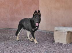 Shelter Stray Male Dog last seen Near BLOCK BUFFALO THUNDER TRAIL SANTA FE NM 87506, 100 Caja Del Rio Rd, Santa Fe, NM 87507, USA