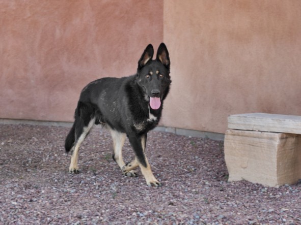 Shelter Stray Male Dog last seen Near BLOCK BUFFALO THUNDER TRAIL SANTA FE NM 87506, 100 Caja Del Rio Rd, Santa Fe, NM 87507, USA