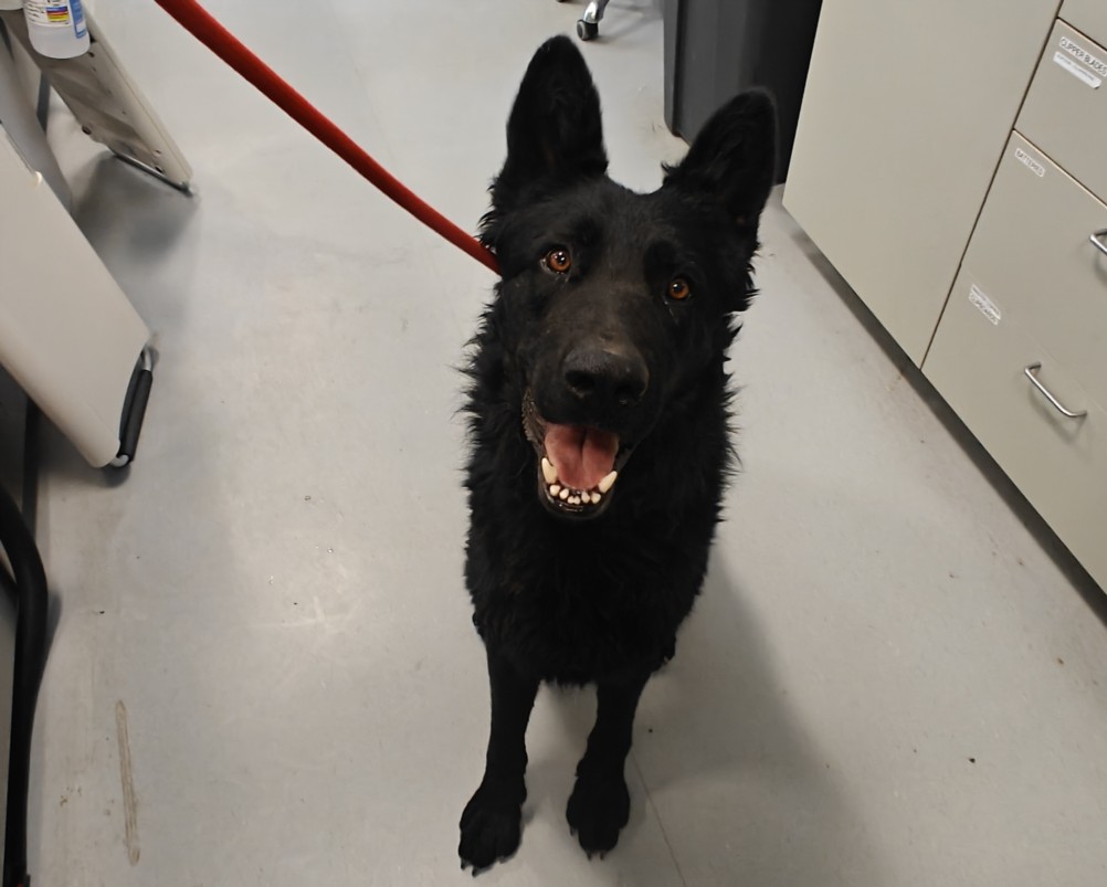 Shelter Stray Male Dog last seen Near BLOCK AGUA FRIA ST SANTA FE NM 87507, 100 Caja Del Rio Rd, Santa Fe, NM 87507, USA