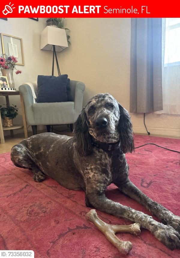 Lost Female Dog last seen 113th street and 59th terrace, Seminole, FL 33772