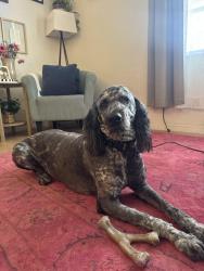 Lost Female Dog last seen 113th street and 59th terrace, Seminole, FL 33772