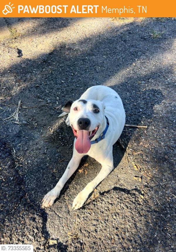 Found/Stray Unknown Dog last seen Near Union Ave., Memphis, TN (at Dunkin' Donuts), Memphis, TN 38104
