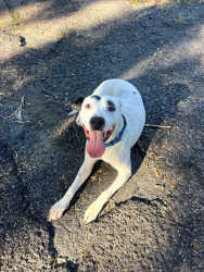 Found/Stray Unknown Dog last seen Near Union Ave., Memphis, TN (at Dunkin' Donuts), Memphis, TN 38104