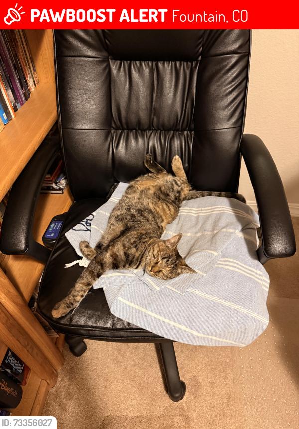Lost Female Cat last seen Ventana community, Fountain, CO 80817