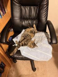 Lost Female Cat last seen Ventana community, Fountain, CO 80817
