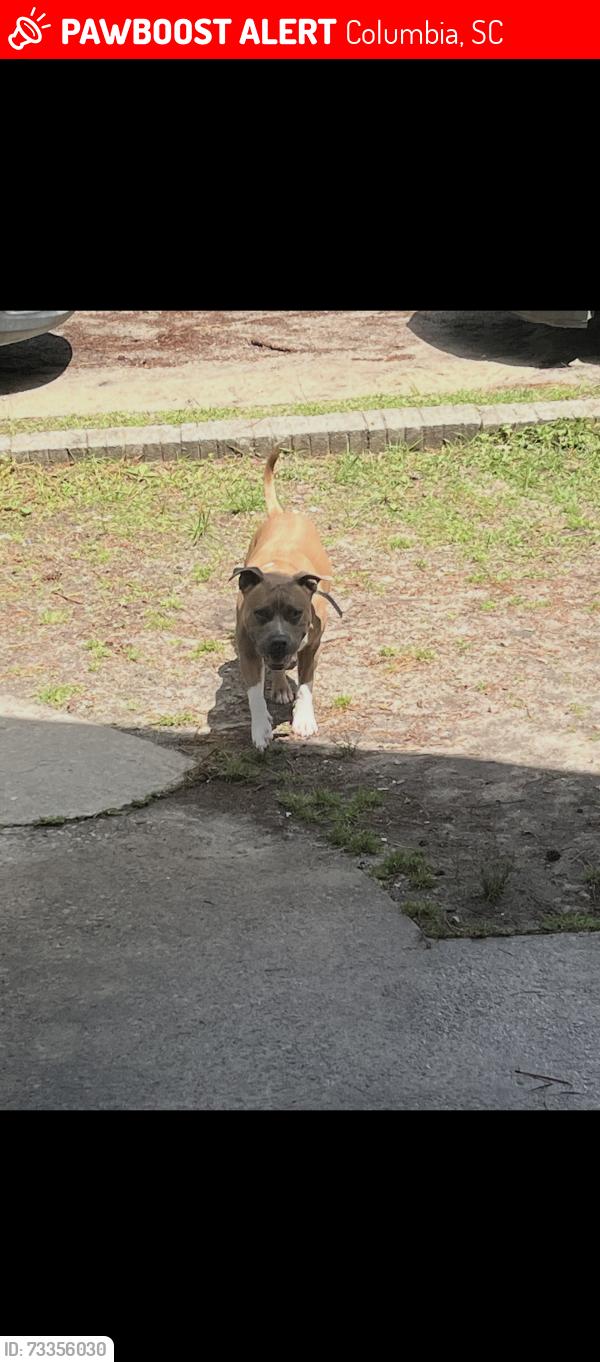 Lost Male Dog last seen Broad River, Columbia, SC 29210