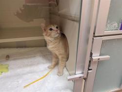 Shelter Stray Unknown Cat last seen Near BLOCK N GRAPE ST, DENVER CO 80207, 1241 W Bayaud Ave, Denver, CO 80223, USA