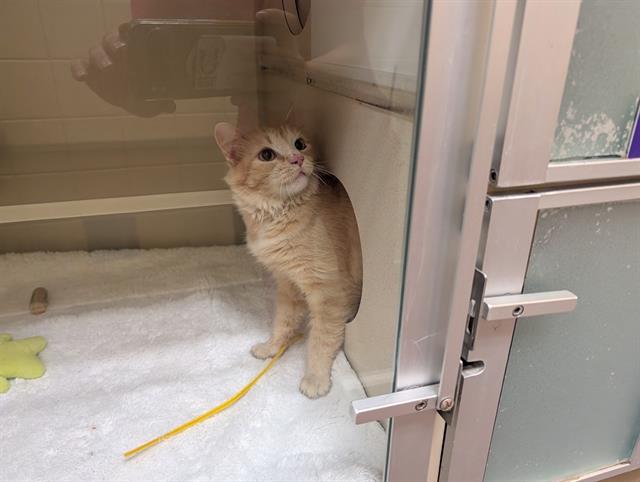 Shelter Stray Unknown Cat last seen Near BLOCK N GRAPE ST, DENVER CO 80207, 1241 W Bayaud Ave, Denver, CO 80223, USA