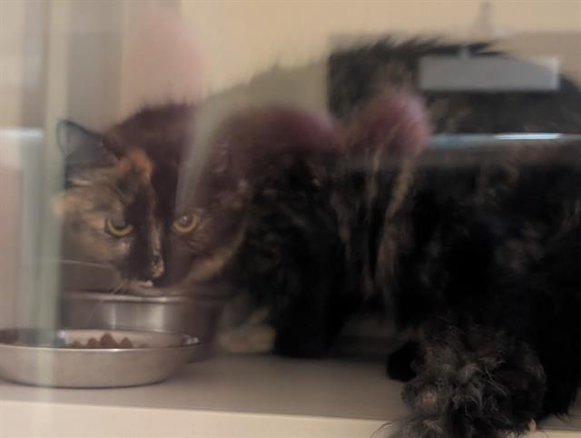 Shelter Stray Unknown Cat last seen Near BLOCK N GRAPE ST, DENVER CO 80207, 1241 W Bayaud Ave, Denver, CO 80223, USA