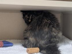 Shelter Stray Unknown Cat last seen Near BLOCK N GRAPE ST, DENVER CO 80207, 1241 W Bayaud Ave, Denver, CO 80223, USA