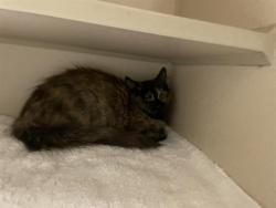 Shelter Stray Unknown Cat last seen Near BLOCK N GRAPE ST, DENVER CO 80207, 1241 W Bayaud Ave, Denver, CO 80223, USA