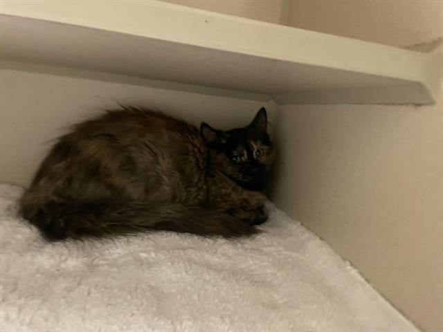 Shelter Stray Unknown Cat last seen Near BLOCK N GRAPE ST, DENVER CO 80207, 1241 W Bayaud Ave, Denver, CO 80223, USA