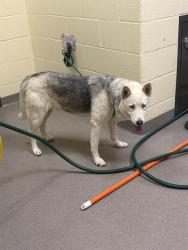 Shelter Stray Female Dog last seen Near BLOCK E SMOKY HILL RD, AURORA, CO 80015, 1241 W Bayaud Ave, Denver, CO 80223, USA