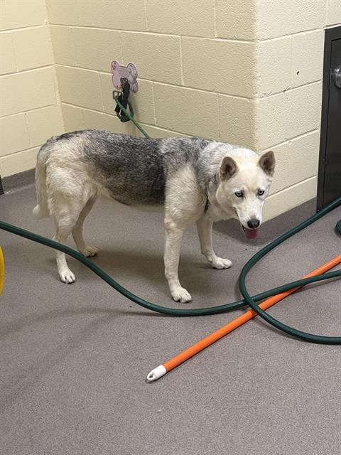 Shelter Stray Female Dog last seen Near BLOCK E SMOKY HILL RD, AURORA, CO 80015, 1241 W Bayaud Ave, Denver, CO 80223, USA