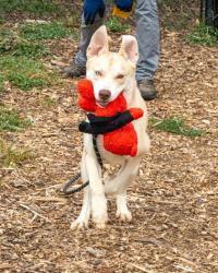 Shelter Stray Male Dog last seen Near Northern Avenue, 30021, GA, 3280 Chamblee Dunwoody Rd, Chamblee, GA 30341, USA