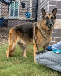 Shelter Stray Male Dog last seen Near Meadow Rock Way Stone Mountain Georgia 30083, 30083, GA, 3280 Chamblee Dunwoody Rd, Chamblee, GA 30341, USA