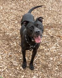 Shelter Stray Male Dog last seen Near ROCKY GLEN Stone Mountain, 30088, 30088, GA, 3280 Chamblee Dunwoody Rd, Chamblee, GA 30341, USA