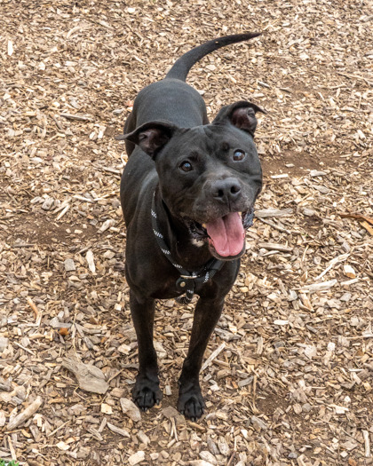 Shelter Stray Male Dog last seen Near ROCKY GLEN Stone Mountain, 30088, 30088, GA, 3280 Chamblee Dunwoody Rd, Chamblee, GA 30341, USA