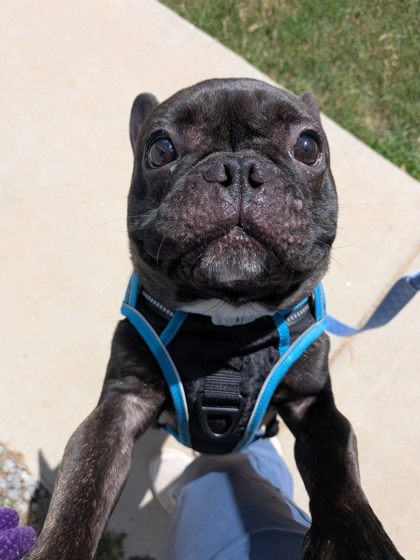 Shelter Stray Male Dog last seen Near Sturbridge, Apt F., 21234, MD, 2490 Giles Rd, Baltimore, MD 21225, USA