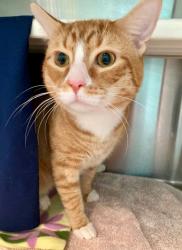 Shelter Stray Male Cat last seen Near S Highland ave, 21224, MD, 2490 Giles Rd, Baltimore, MD 21225, USA