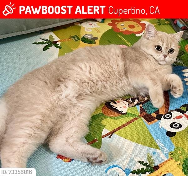 Lost Male Cat last seen Bridge Park Ct, Cupertino, Cupertino, CA 95014