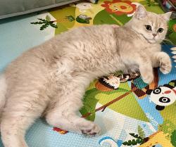 Lost Male Cat last seen Bridge Park Ct, Cupertino, Cupertino, CA 95014
