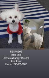 Lost Female Dog last seen hialeah 33014, Hialeah, FL 33014