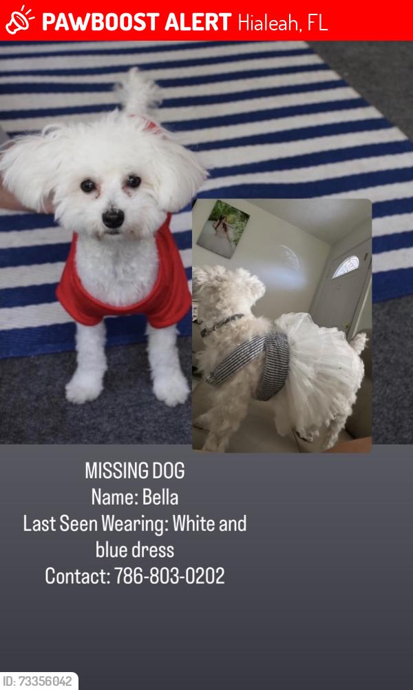 Lost Female Dog last seen hialeah 33014, Hialeah, FL 33014