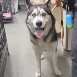 Shelter Stray Male Dog last seen , 6621 Westminster Ave, Garden Grove, CA 92844, USA