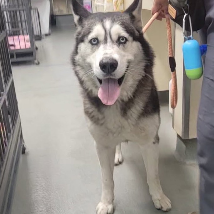 Shelter Stray Male Dog last seen , 6621 Westminster Ave, Garden Grove, CA 92844, USA