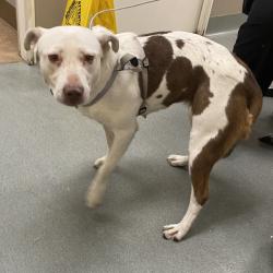 Shelter Stray Female Dog last seen , 6621 Westminster Ave, Garden Grove, CA 92844, USA