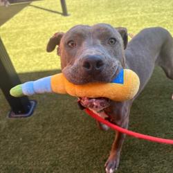 Shelter Stray Male Dog last seen , Animal Care & Control Team of Philly, 111 W Hunting Park Ave, Philadelphia, PA 19140, USA