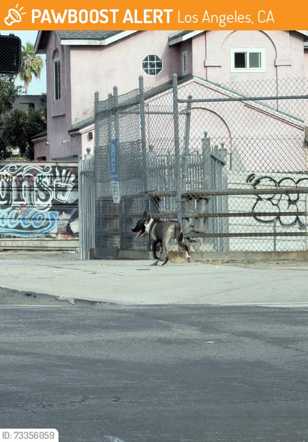 Found/Stray Male Dog last seen 108th and avalon, Los Angeles, CA 90061