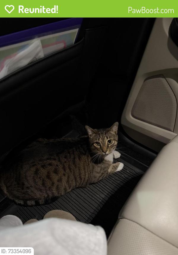 Reunited Male Cat last seen Searstone ct, Durham, NC 27713