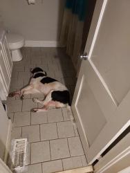 Found/Stray Male Dog last seen Hope Mills Road Raeford Road, Fayetteville, NC 28304