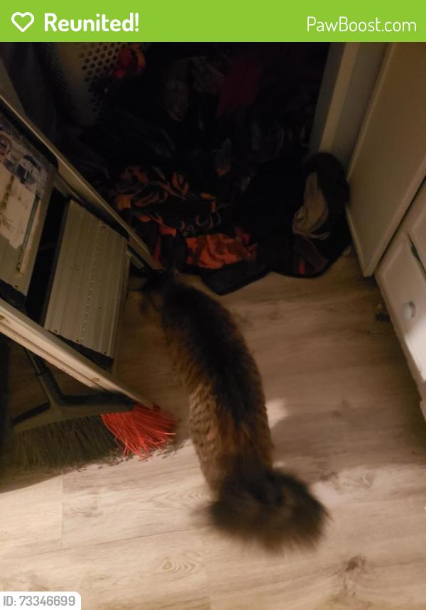 Reunited Male Cat last seen Near st se, 12 dr se, Everett, WA 98208