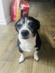 Lost Male Dog last seen Plaster, Atlanta, GA 30345